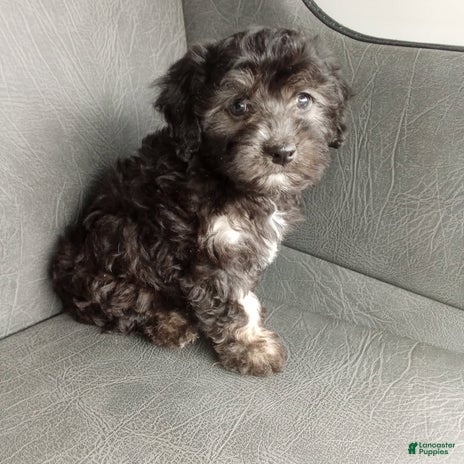 Havapoo dogs for sale - Ad 5