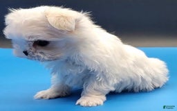 Maltese dogs for sale: Casper - Image 10