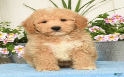 Bichpoo dogs for sale: Shawn - Image 8