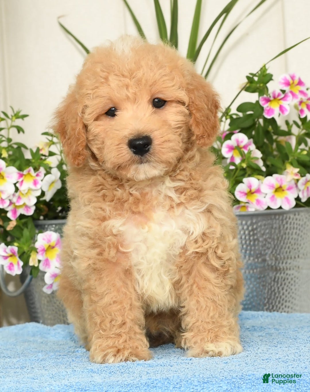 Bichpoo dogs for sale: Shawn - Image 8