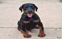 Doberman Pinscher dogs for sale: Champ - Image 4
