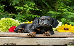 Miniature Dachshund dogs for sale: Espresso - Image 5