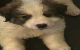 Bernese Mountain Dog dogs for sale: Luna - Image 3