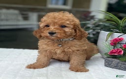Mini Goldendoodle dogs for sale: Landon - Image 2