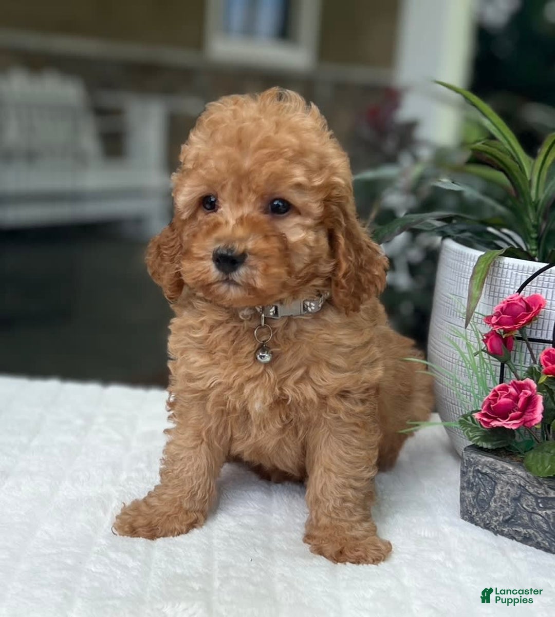 Mini Goldendoodle dogs for sale: Landon - Image 2