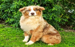 Australian Shepherd dogs for sale: Mikey - Image 19