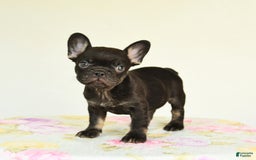 French Bulldog dogs for sale: Holly - Image 5