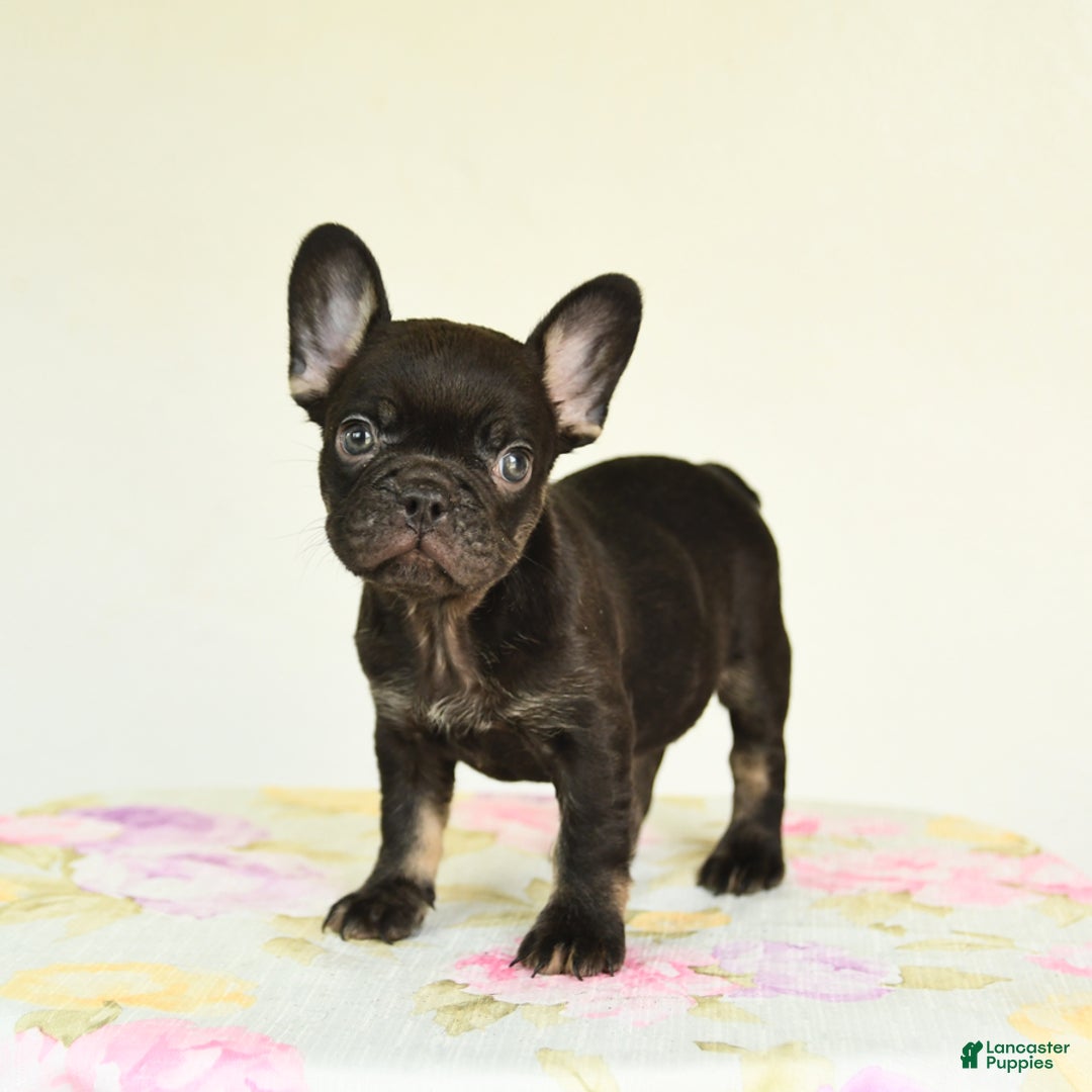 French Bulldog dogs for sale: Holly - Image 5