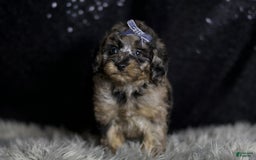 Maltipoo dogs for sale: Steele - Image 4