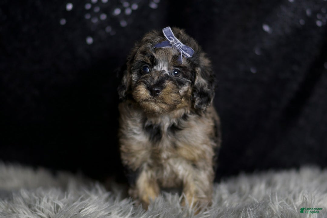 Maltipoo dogs for sale: Steele - Image 4