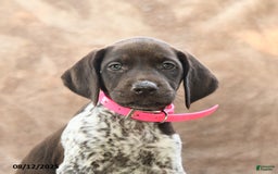 German Shorthaired Pointer dogs for sale: Brooklyn - Image 4