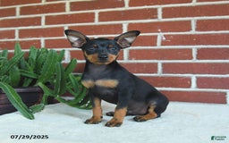 Miniature Pinscher dogs for sale: Jasper - Image 6