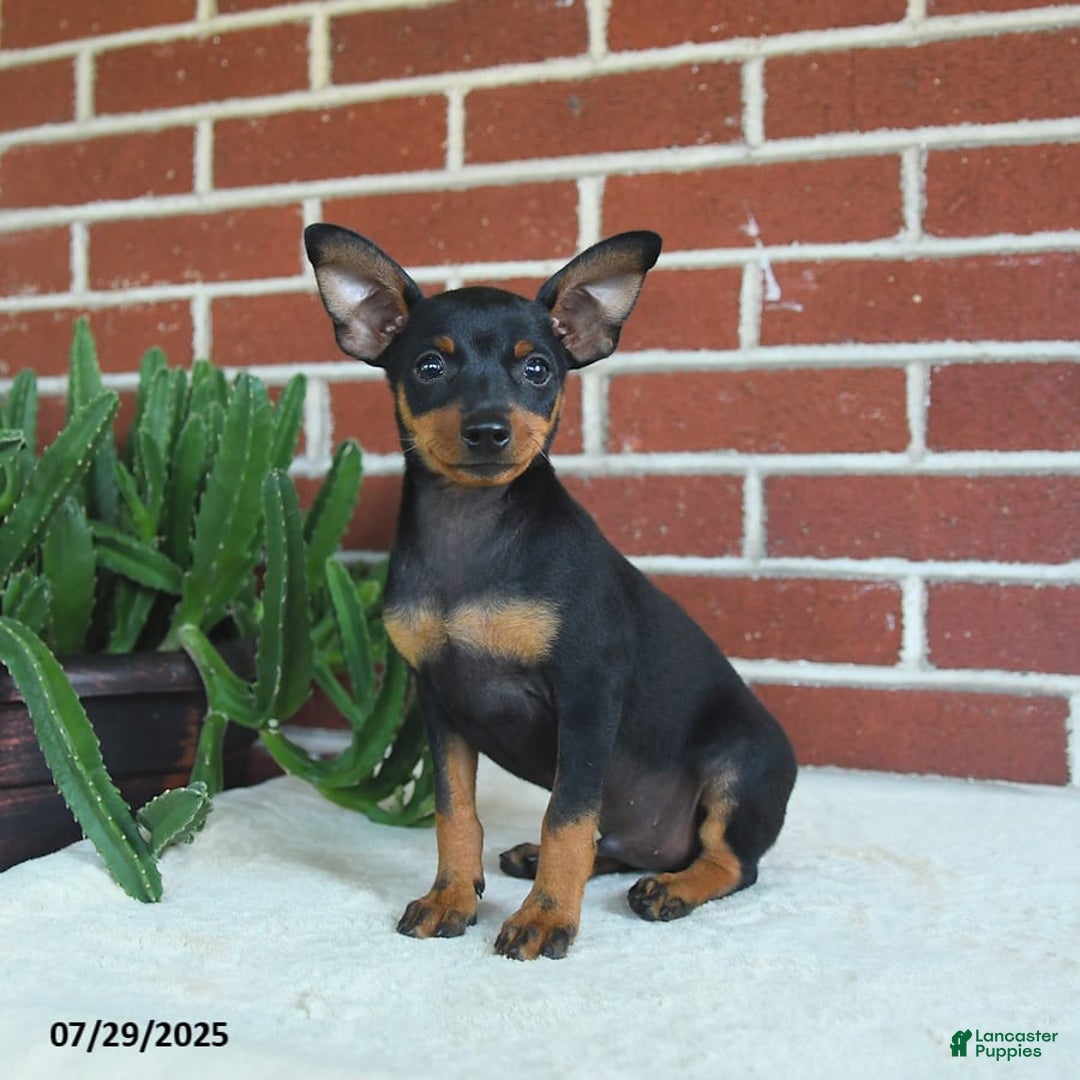 Miniature Pinscher dogs for sale: Jasper - Image 6