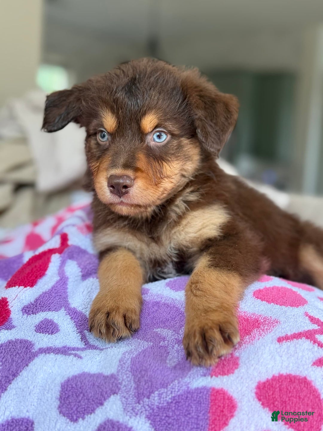 Australian Shepherd dogs for sale: Echo - Image 6