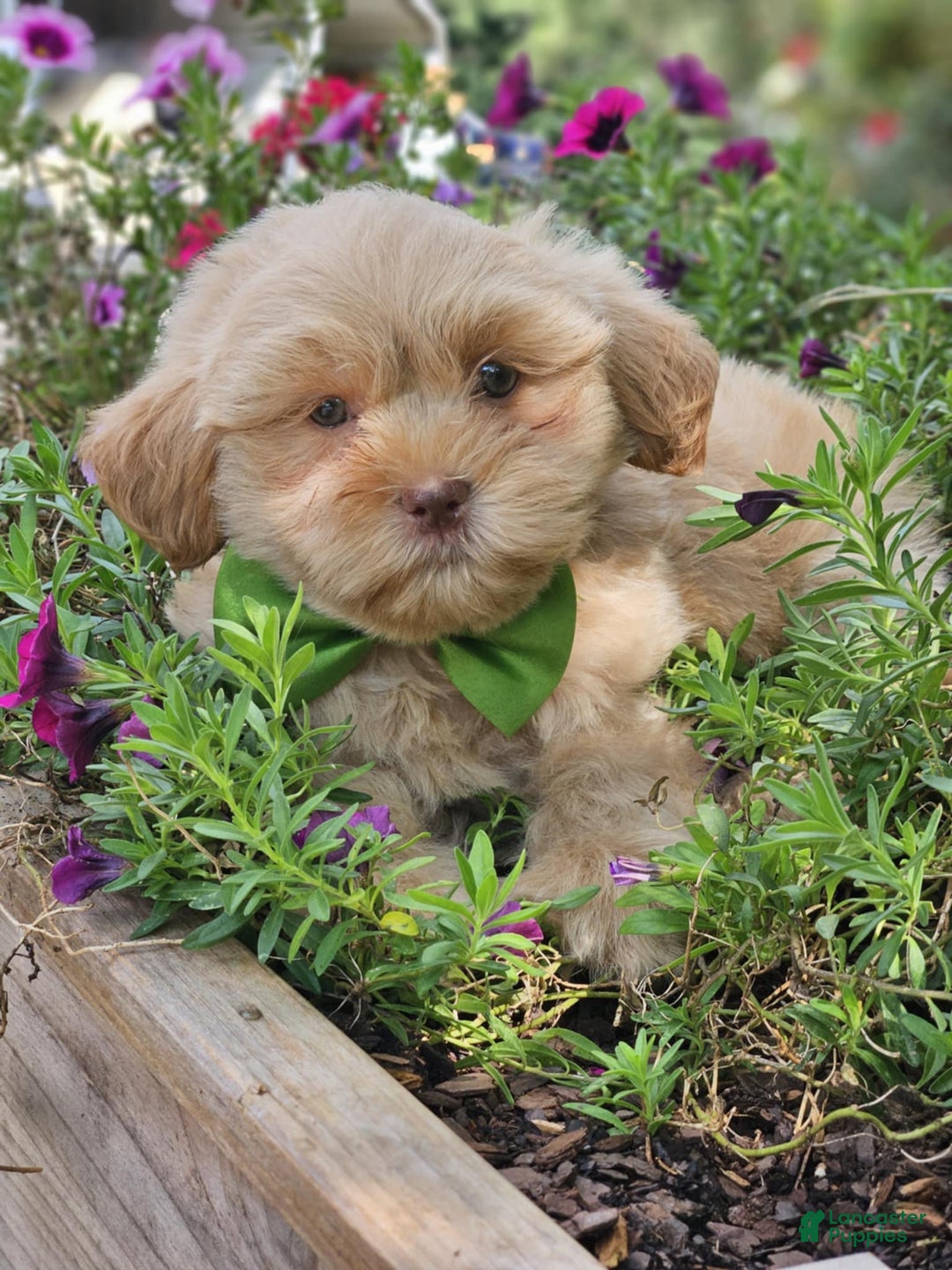 Maltipoo dogs for sale: Litter box trained - Image 3