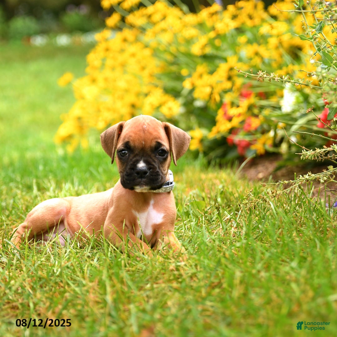 Boxer dogs for sale: Zion - Image 5