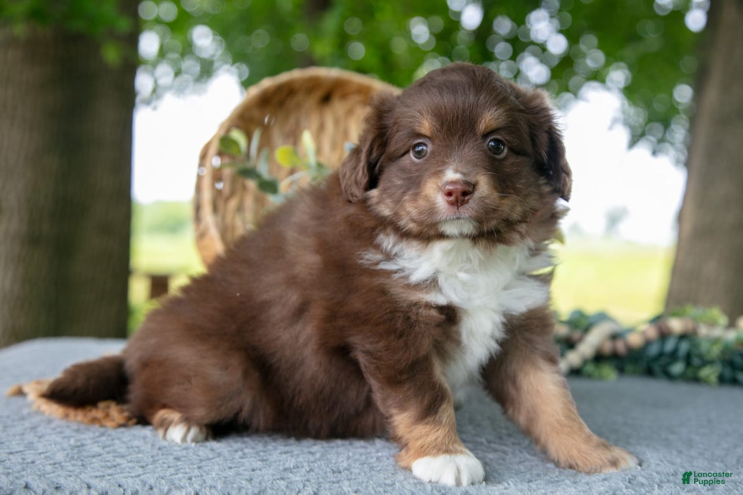 Miniature Australian Shepherd dogs for sale: Alice - Image 1