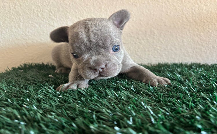 French Bulldog dogs for sale - Ad 3