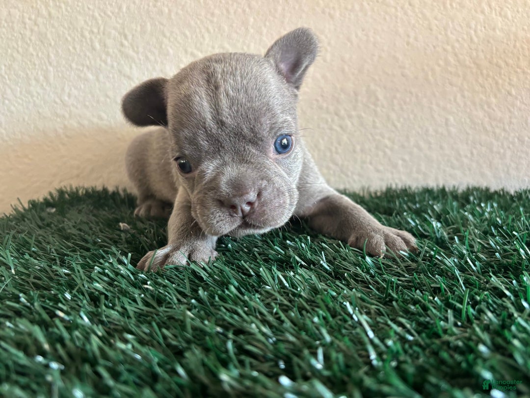 French Bulldog dogs for sale: Bluey - Image 1