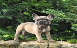 French Bulldog dogs for sale: Meadow - Image 9