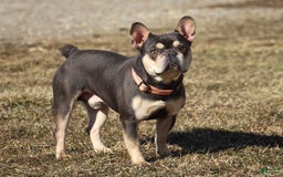 French Bulldog dogs for sale: Demi - Image 9