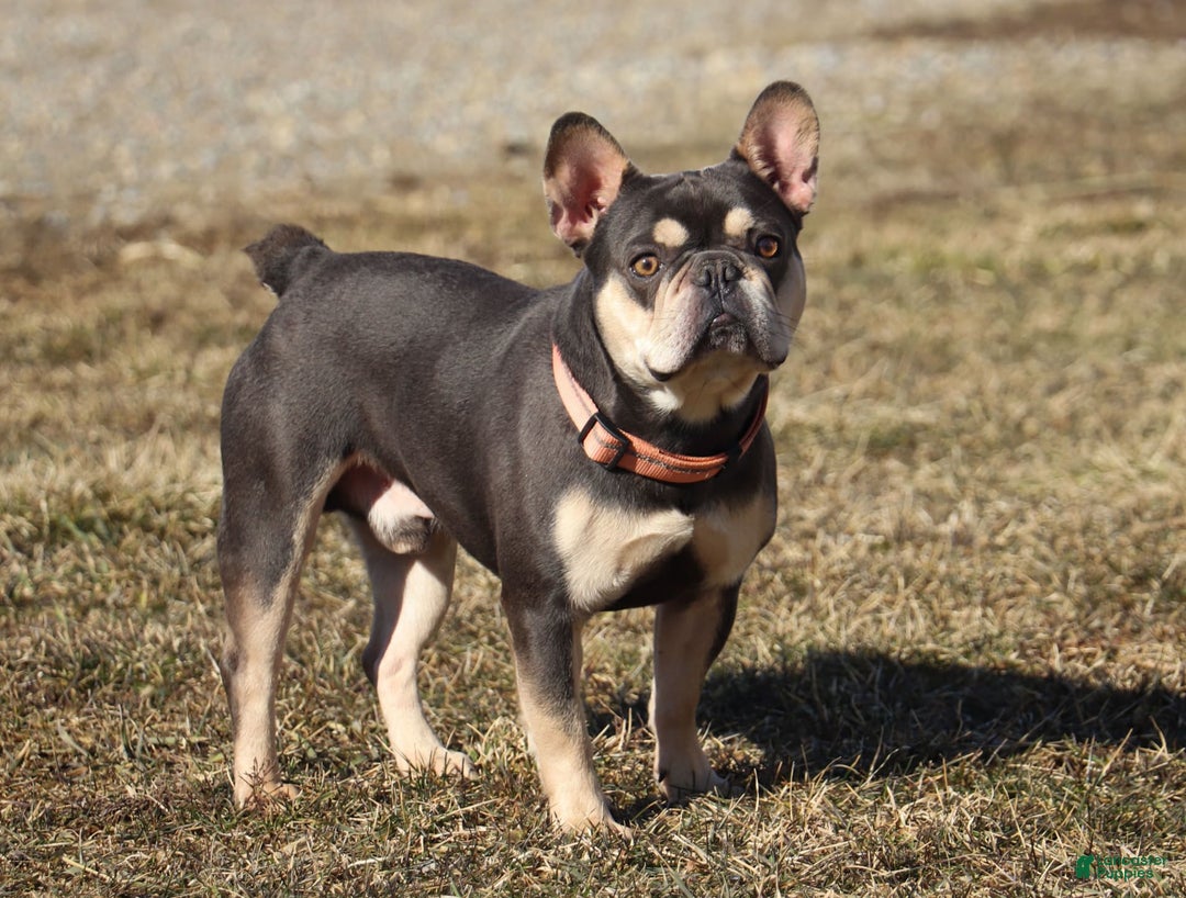 French Bulldog dogs for sale: Demi - Image 9
