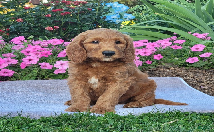 Goldendoodle dogs for sale - Ad 1