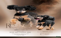 Miniature Poodle dogs for sale: Rosco - Image 5