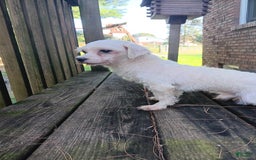 Maltipoo dogs for sale: Kori - Image 10