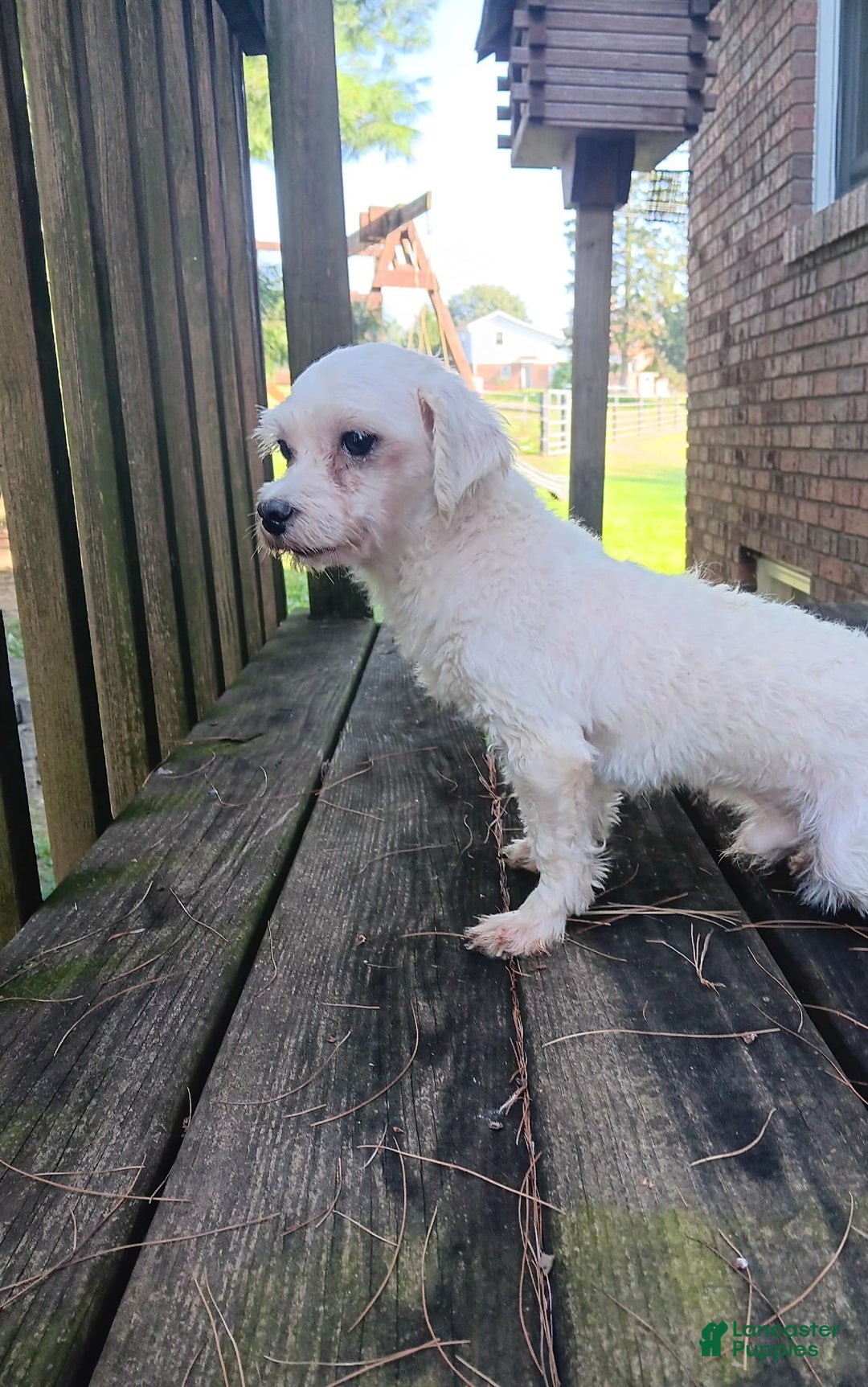 Maltipoo dogs for sale: Kori - Image 10