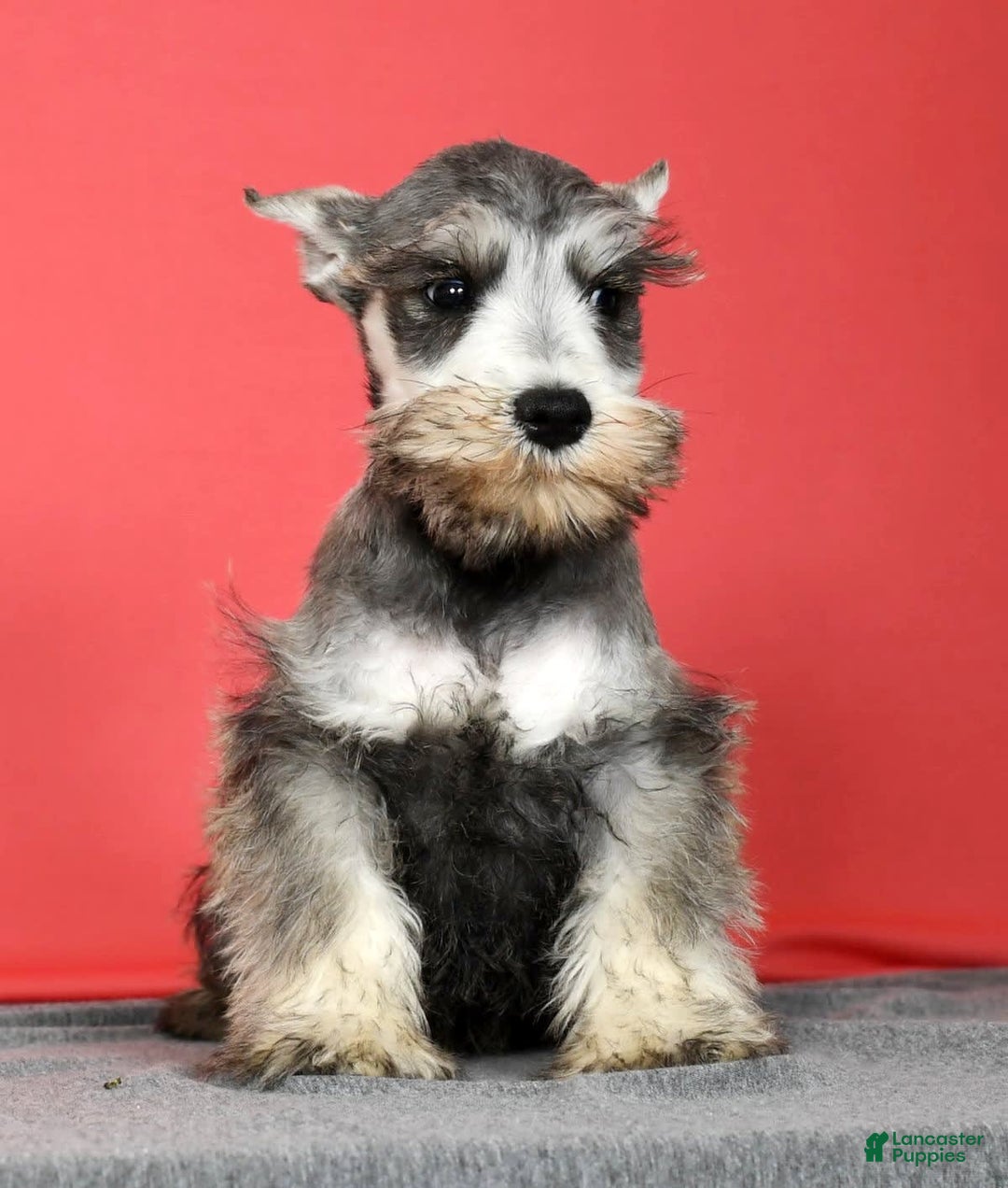 Miniature Schnauzer dogs for sale: Winston - Image 3