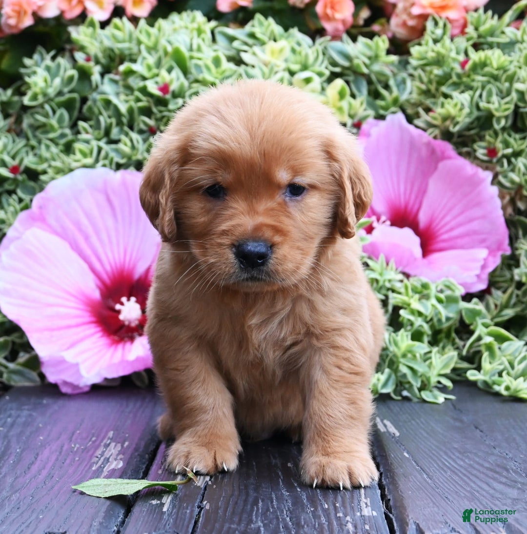 Golden Retriever dogs for sale: Wilbur - Image 3