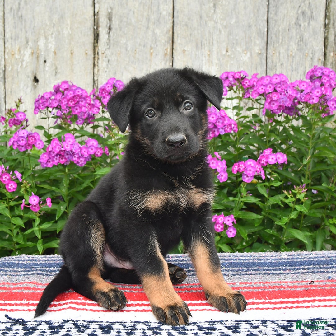 German Shepherd dogs for sale: Ozzy - Image 4