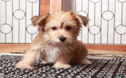 Yochon dogs for sale: Hudson - Image 3