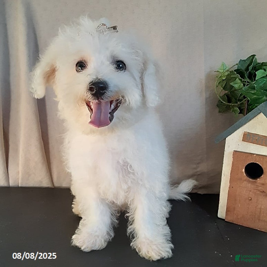 Bichpoo dogs for sale: Gigi - Image 1