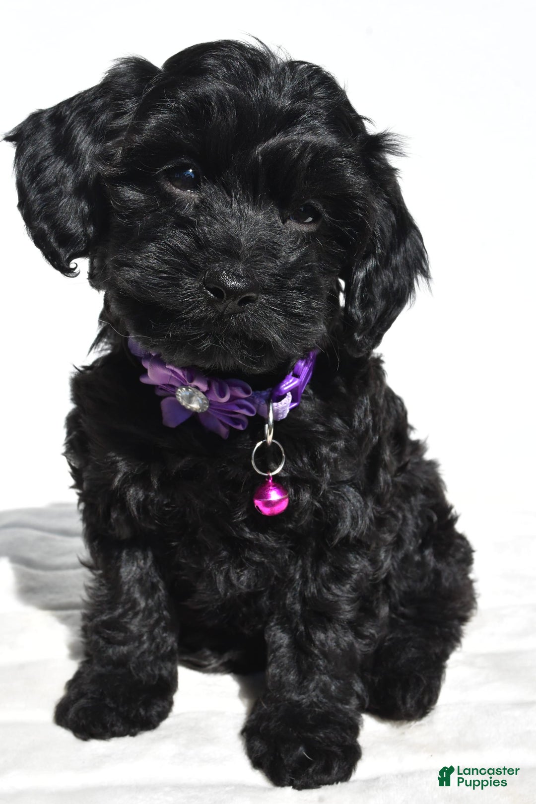 Cockapoo dogs for sale: Sasha - Image 1
