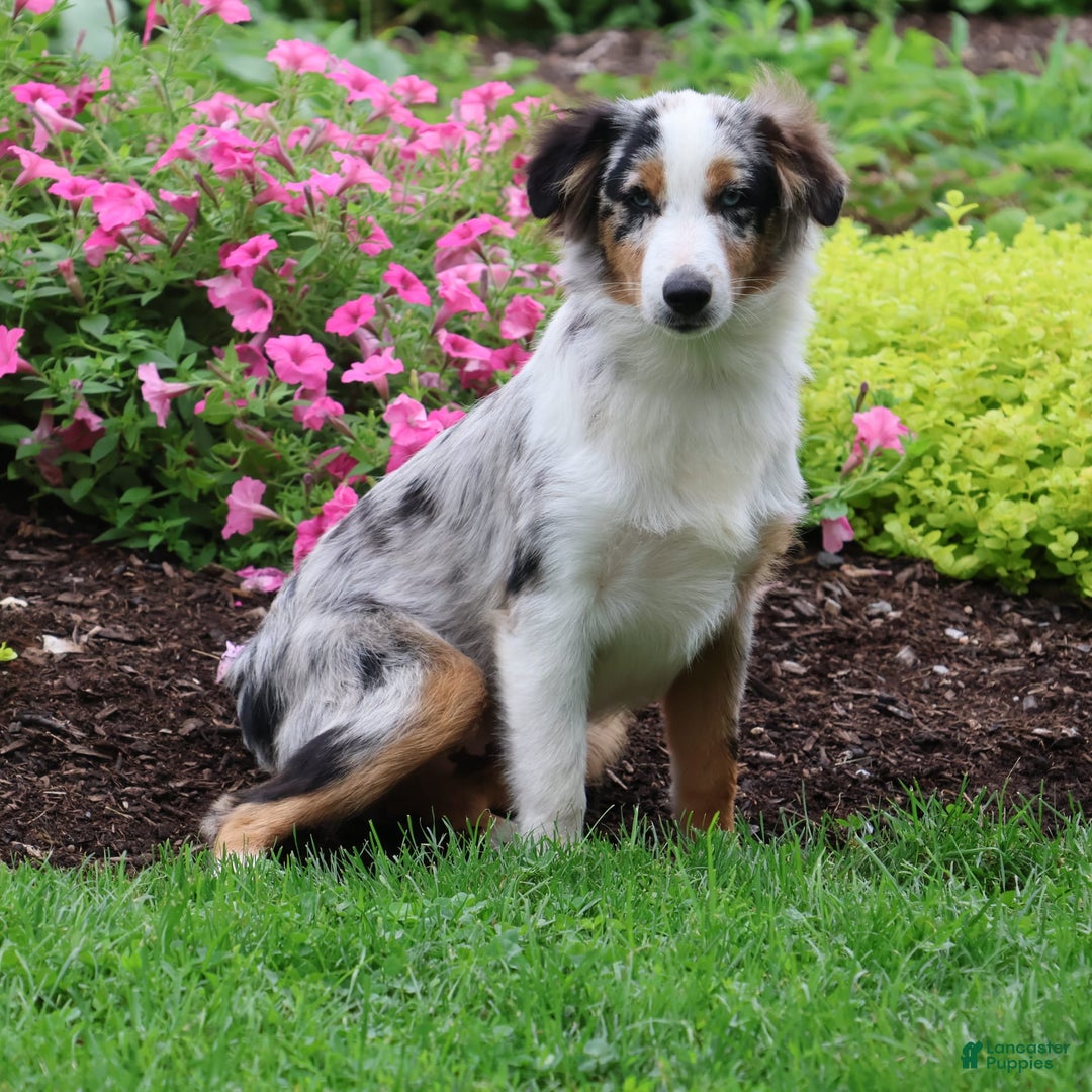 Miniature Australian Shepherd dogs for sale: Washington - Image 18