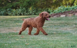 Cavapoo dogs for sale: Cocoa - Image 9