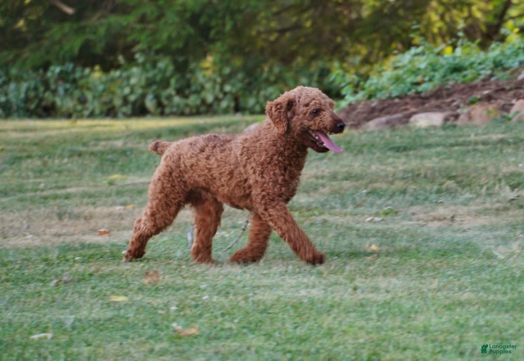 Cavapoo dogs for sale: Cocoa - Image 9
