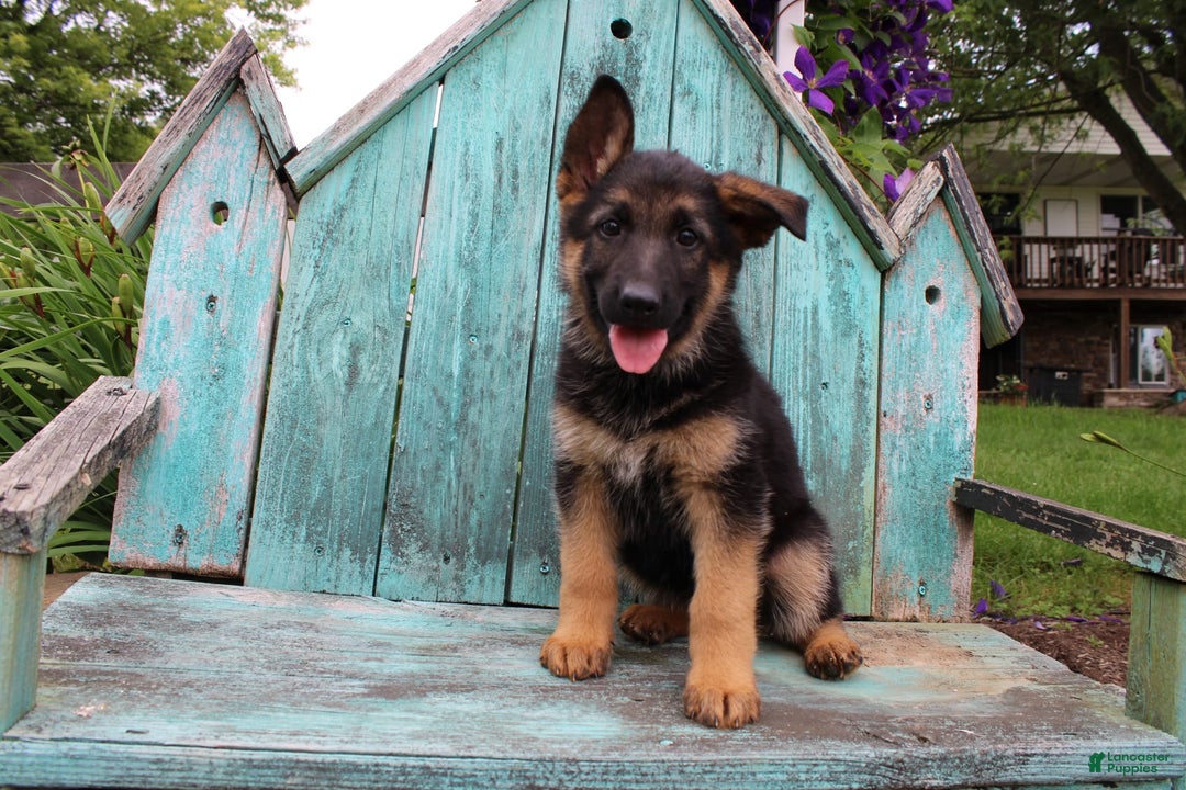 German Shepherd dogs for sale: Bailey - Image 12