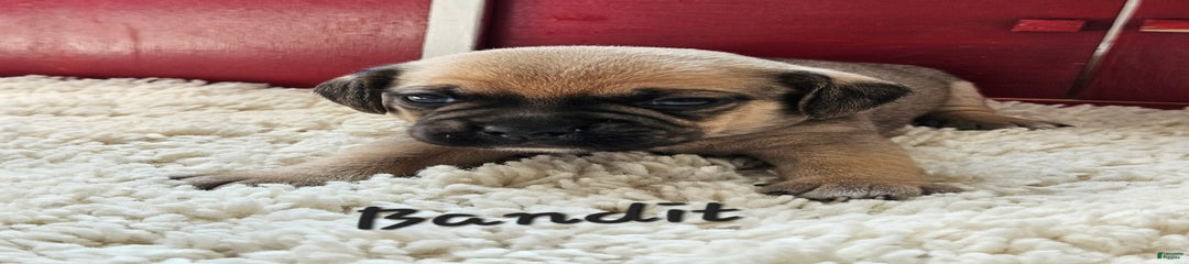 Bandit