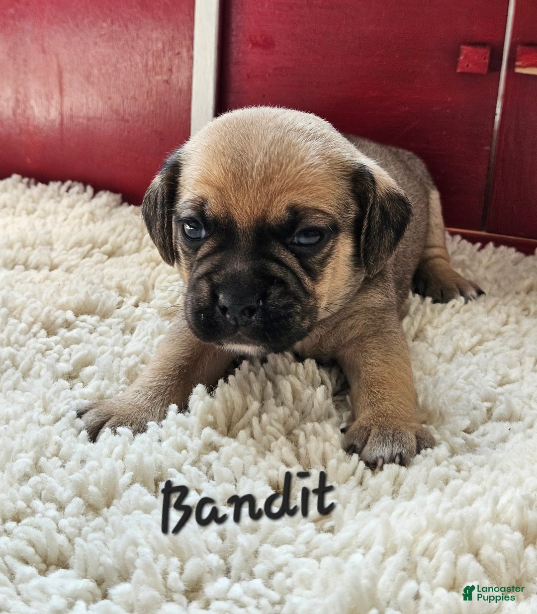Puggle dogs for sale: Bandit - Image 6