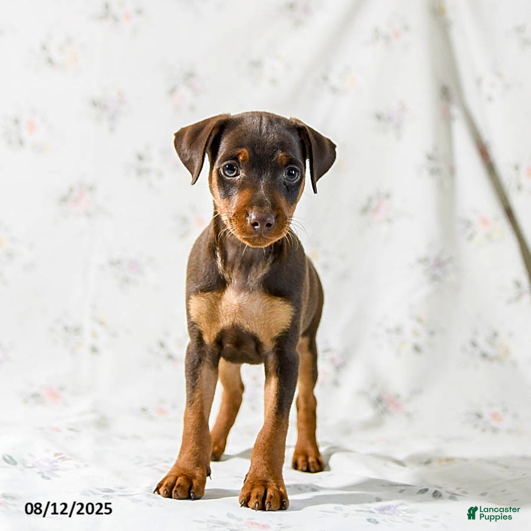 Miniature Pinscher dogs for sale: Chipper - Image 4