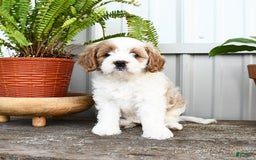 Cavapoo dogs for sale: Sky - Image 5