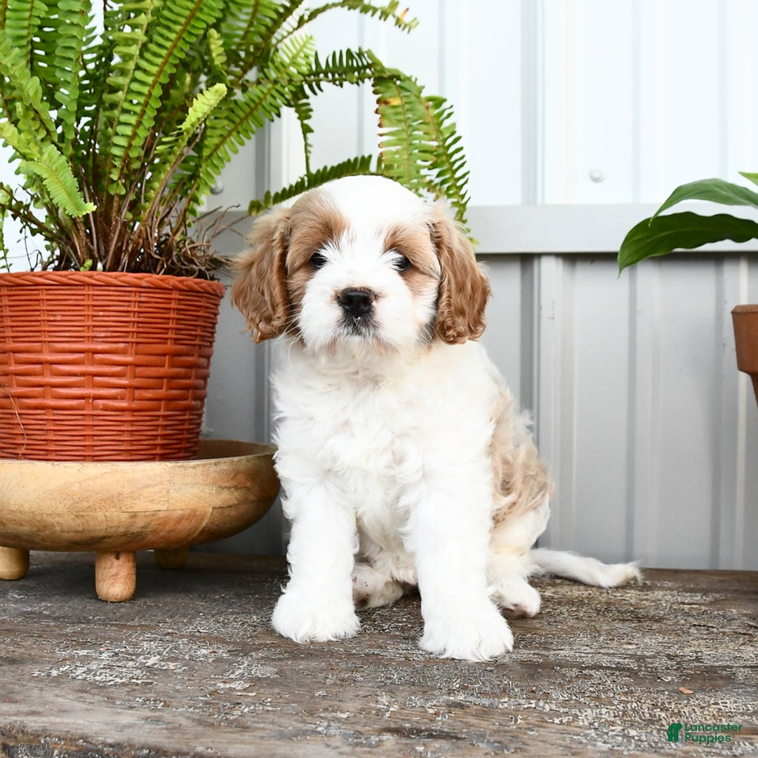 Cavapoo dogs for sale: Sky - Image 5