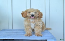 Mini Goldendoodle dogs for sale: Muppet - Image 13