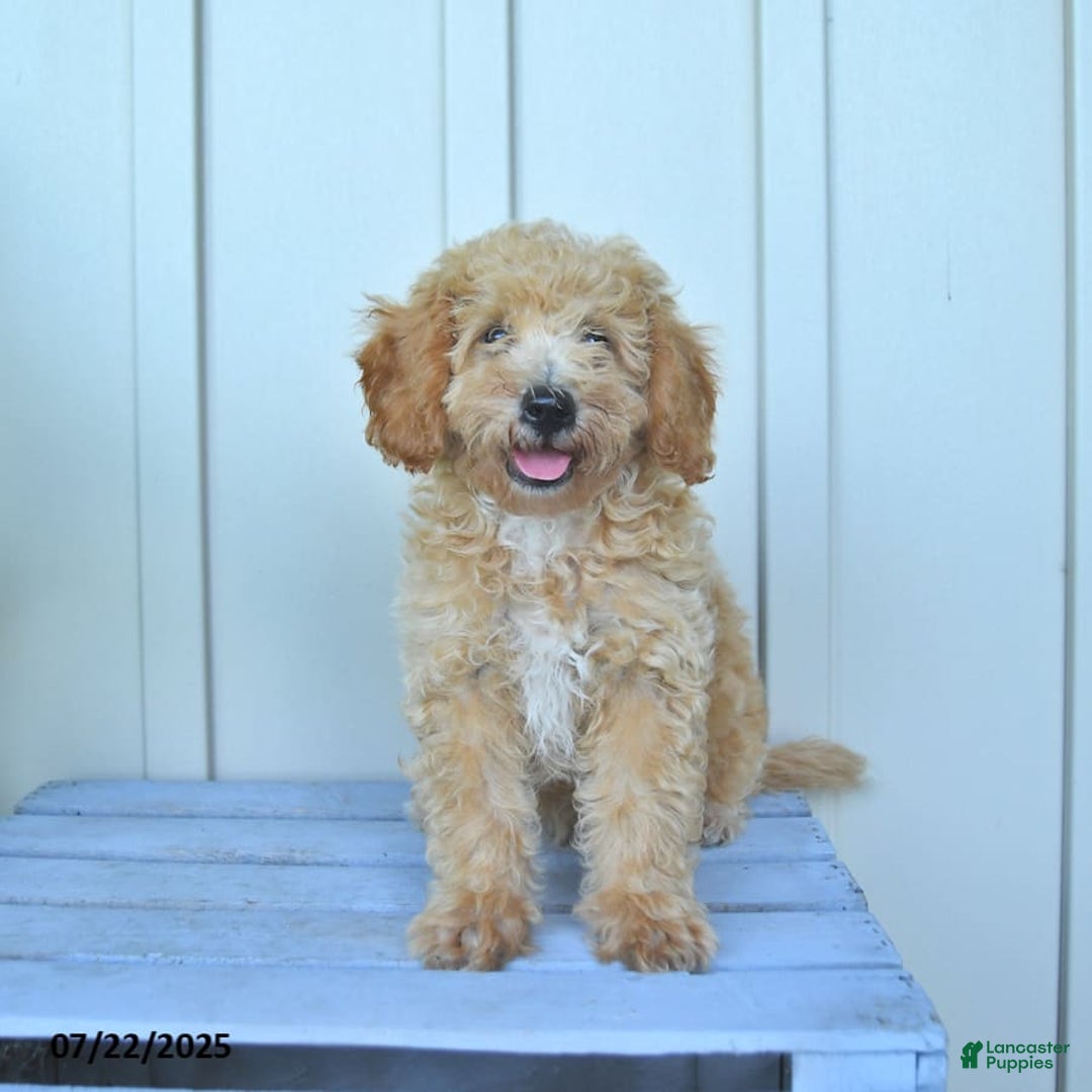 Mini Goldendoodle dogs for sale: Muppet - Image 13