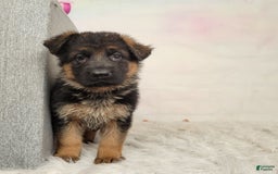 German Shepherd dogs for sale: Tala - Image 1
