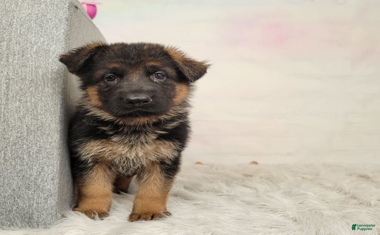 German Shepherd dogs for sale - Ad 3