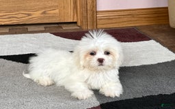 Lhasa Apso dogs for sale: Angel - Image 9